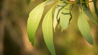 Eucalypt leaves, Merri Creek